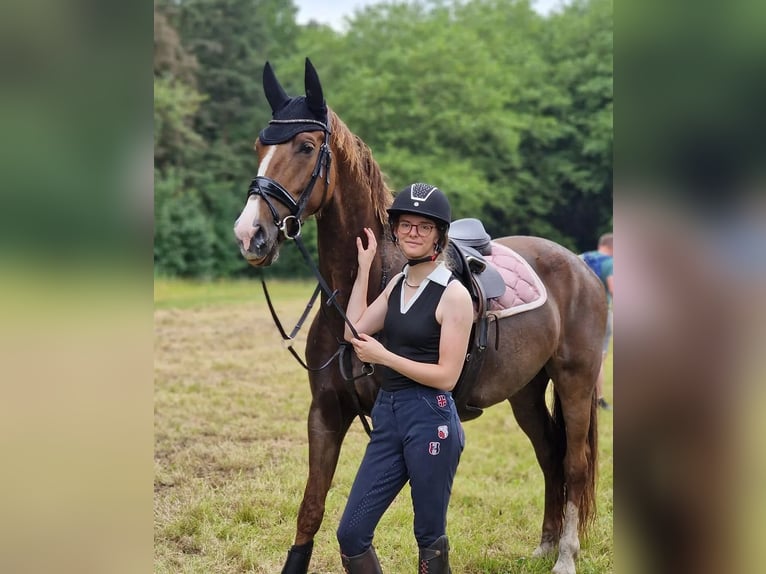 KWPN Klacz 8 lat 167 cm Ciemnokasztanowata in Callantsoog