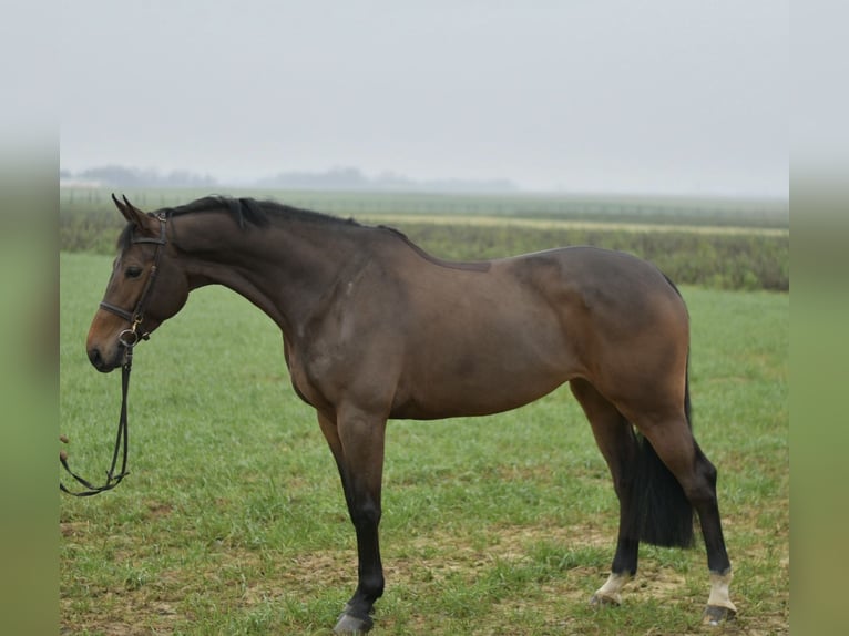 KWPN Klacz 8 lat 167 cm Gniada in Geilenkirchen