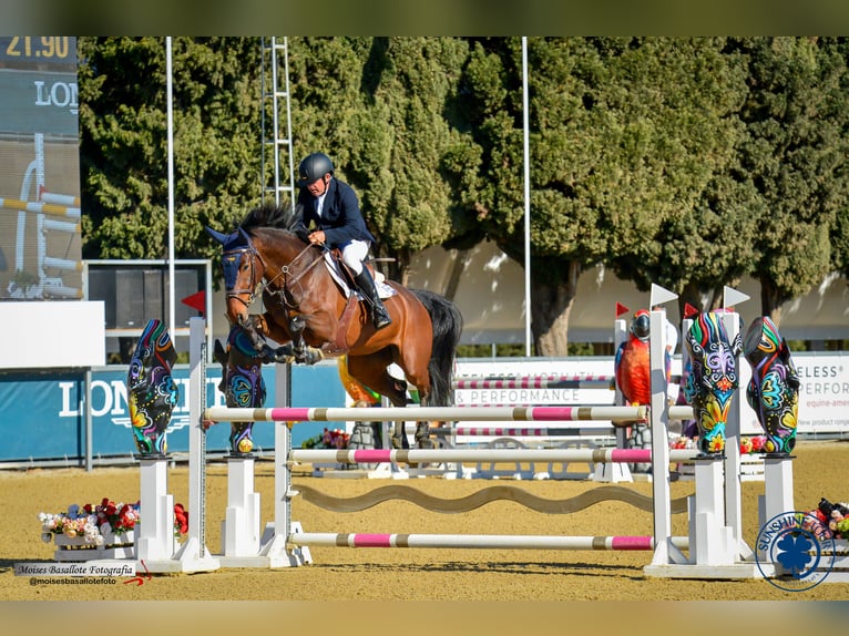 KWPN Klacz 8 lat 168 cm Ciemnogniada in Brunete