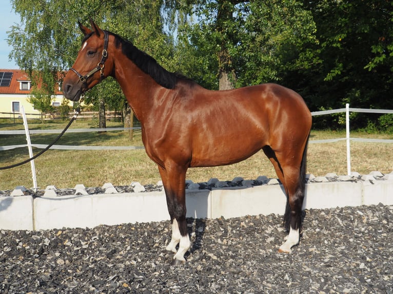 KWPN Klacz 8 lat 168 cm Ciemnogniada in Neuhofen An Der Ybbs
