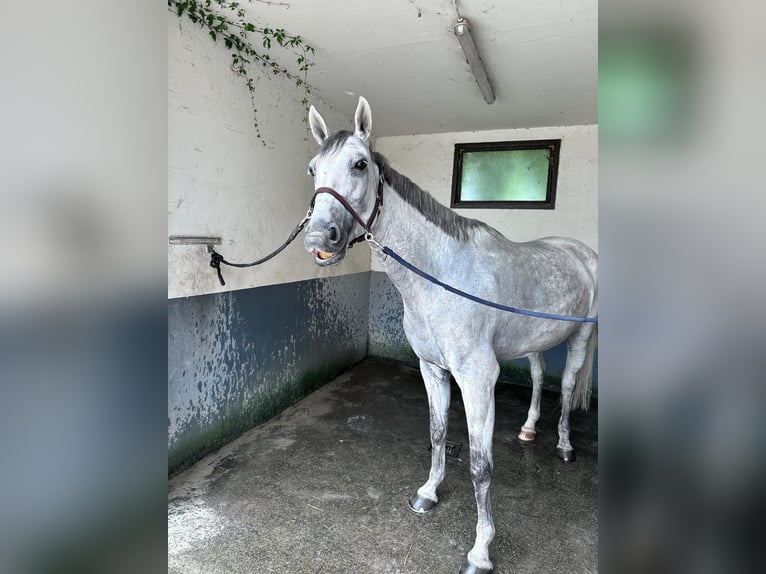 KWPN Klacz 8 lat 168 cm Siwa jabłkowita in Hattersheim