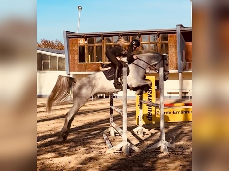 KWPN Klacz 8 lat 168 cm Siwa jabłkowita in Hattersheim