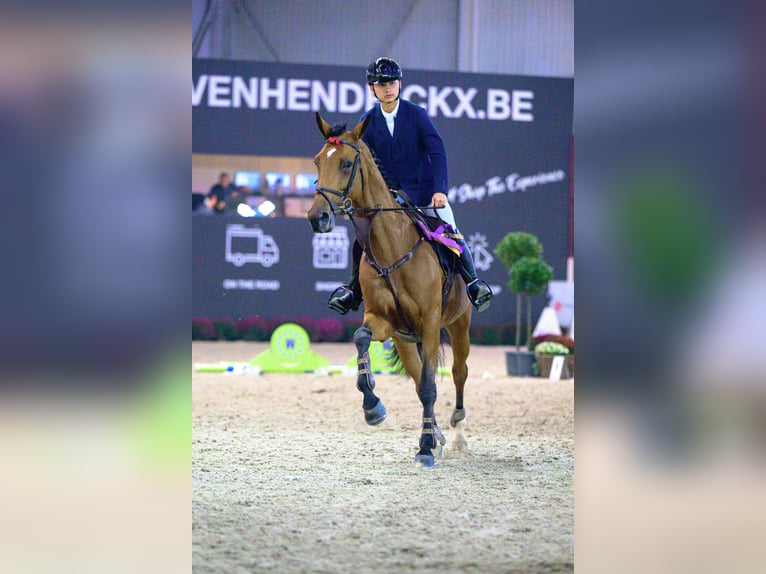 KWPN Klacz 8 lat 170 cm Ciemnogniada in M&#xF6;nchengladbach