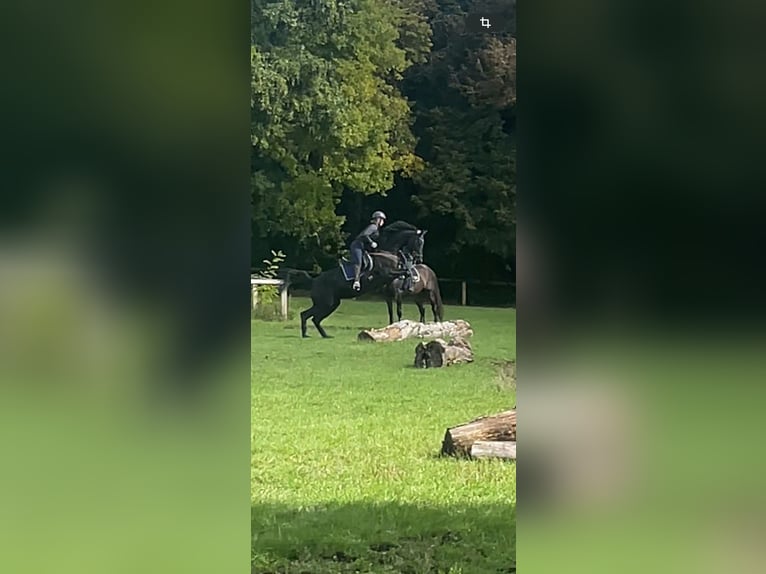 KWPN Klacz 8 lat 170 cm Ciemnogniada in Niederpr&#xFC;m
