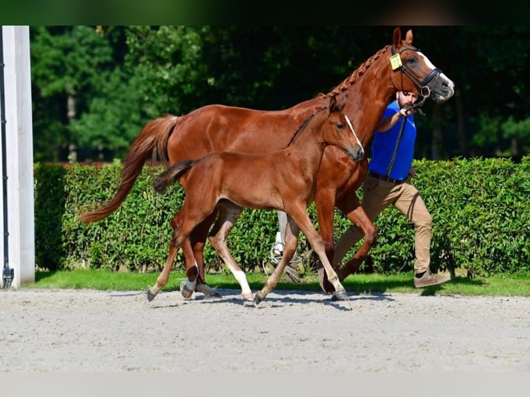 KWPN Klacz 8 lat 170 cm Cisawa in Mechelen
