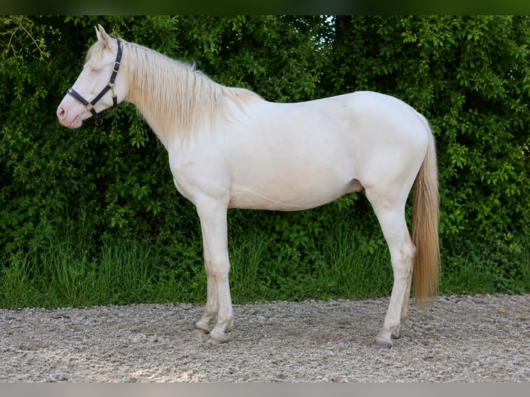 KWPN Klacz 8 lat 170 cm Jelenia in Wapse