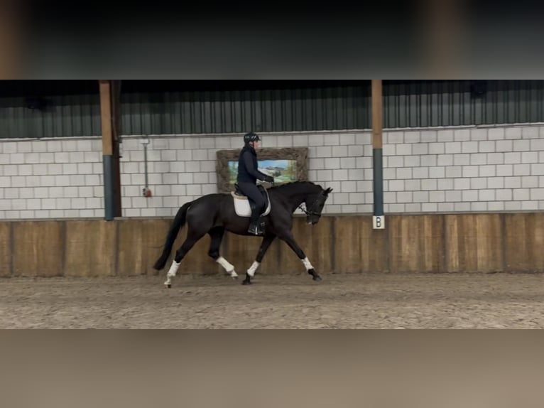 KWPN Klacz 8 lat 172 cm Kara in Oud Gastel