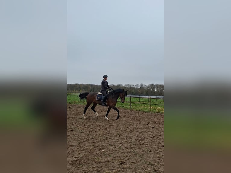 KWPN Klacz 8 lat 173 cm Ciemnogniada in Belfeld