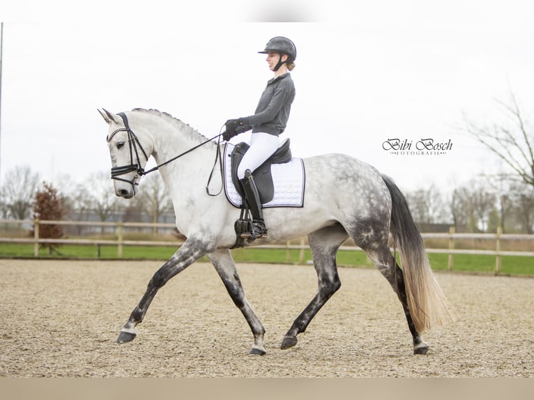 KWPN Klacz 8 lat 173 cm Siwa in Veghel