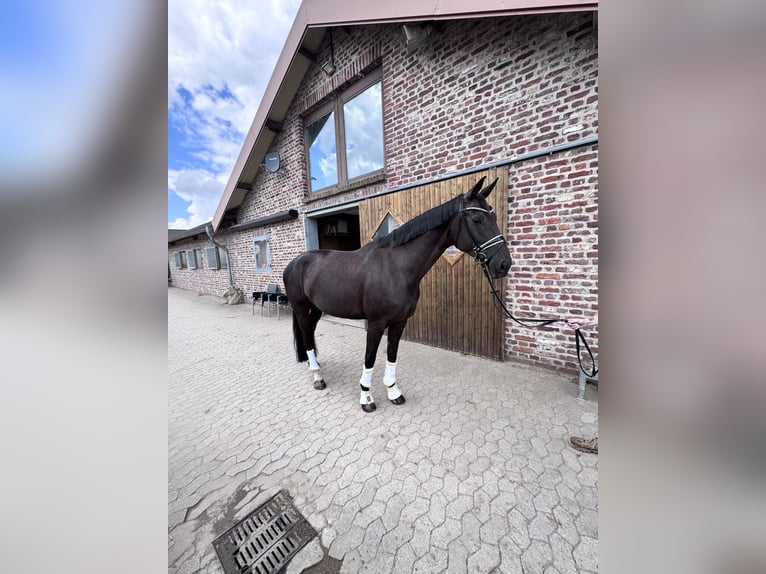 KWPN Klacz 8 lat 174 cm Kara in Willich