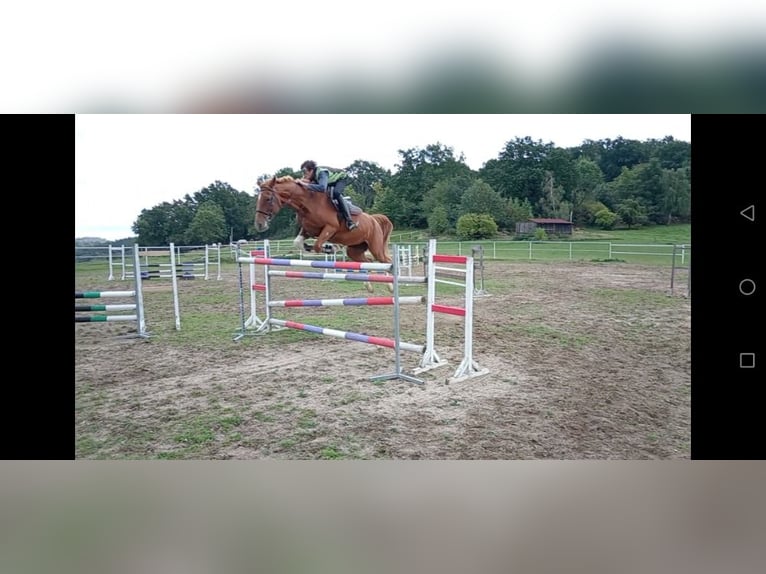 KWPN Klacz 8 lat 175 cm Kasztanowata in Sedlčany