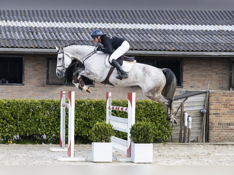 KWPN Klacz 8 lat 177 cm  in Waddinxveen