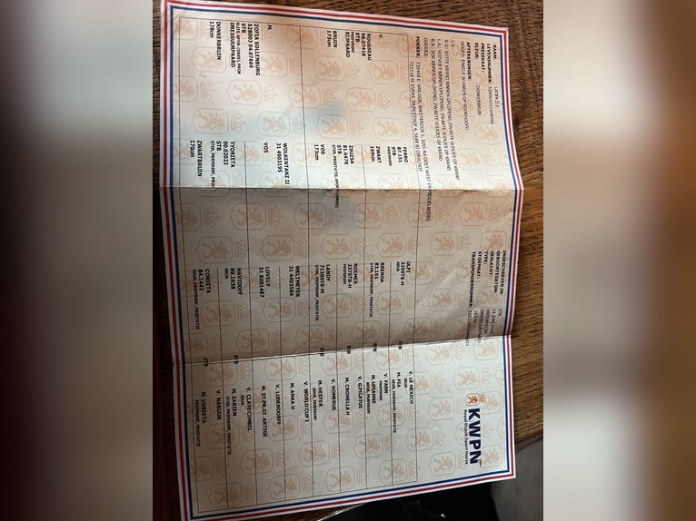 KWPN Klacz 9 lat 163 cm Ciemnogniada in Breukelen