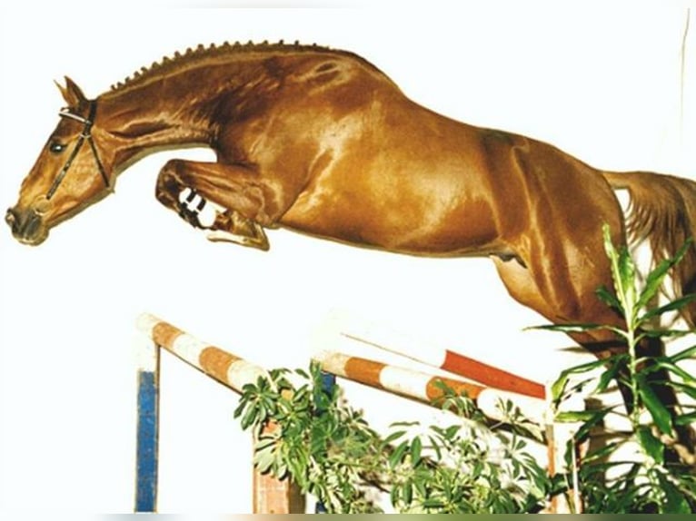 KWPN Klacz 9 lat 164 cm Gniada in Русе / Ruse