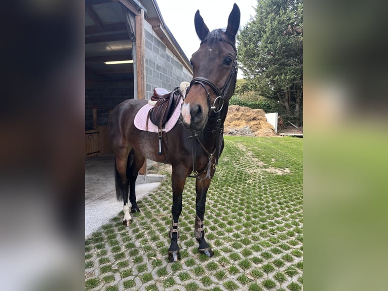 KWPN Klacz 9 lat 165 cm Ciemnogniada in Heikruis