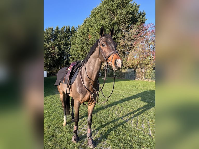 KWPN Klacz 9 lat 165 cm Ciemnogniada in Heikruis