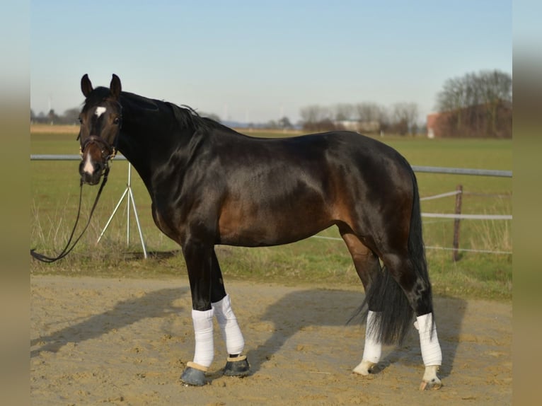 KWPN Klacz 9 lat 165 cm Skarogniada in Geilenkirchen