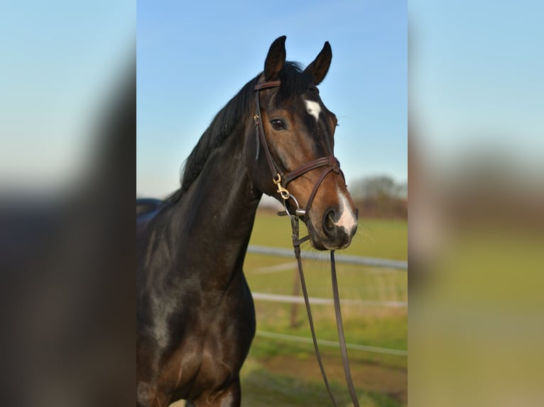 KWPN Klacz 9 lat 165 cm Skarogniada in Geilenkirchen