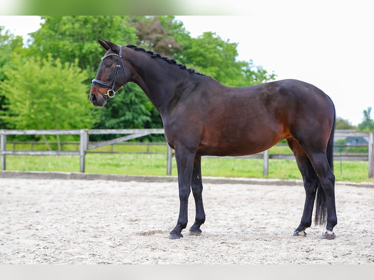 KWPN Klacz 9 lat 166 cm Skarogniada in Obbicht