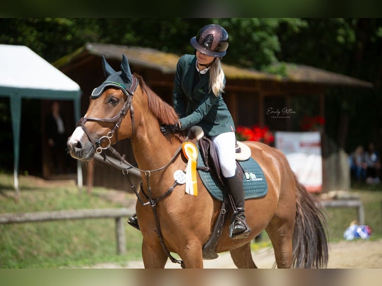 KWPN Klacz 9 lat 167 cm Kasztanowata in Andernach