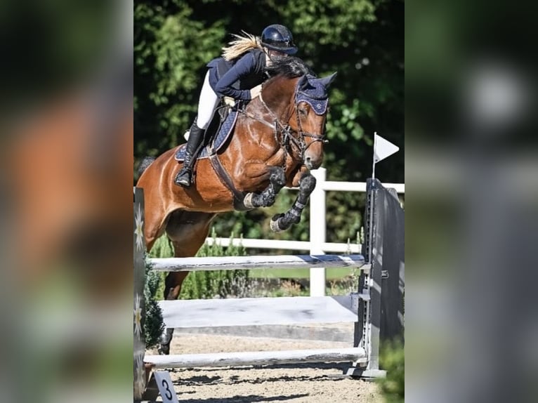 KWPN Klacz 9 lat 168 cm Gniada in Volketswil