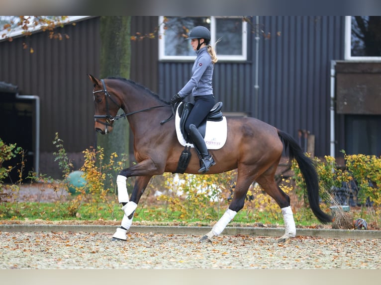 KWPN Klacz 9 lat 168 cm Gniada in Haaksbergen