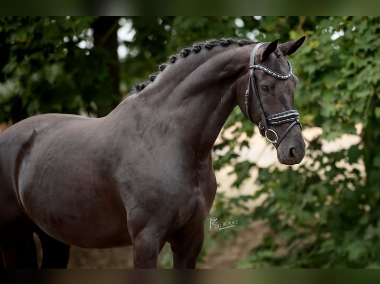 KWPN Klacz 9 lat 168 cm Kara in Peer