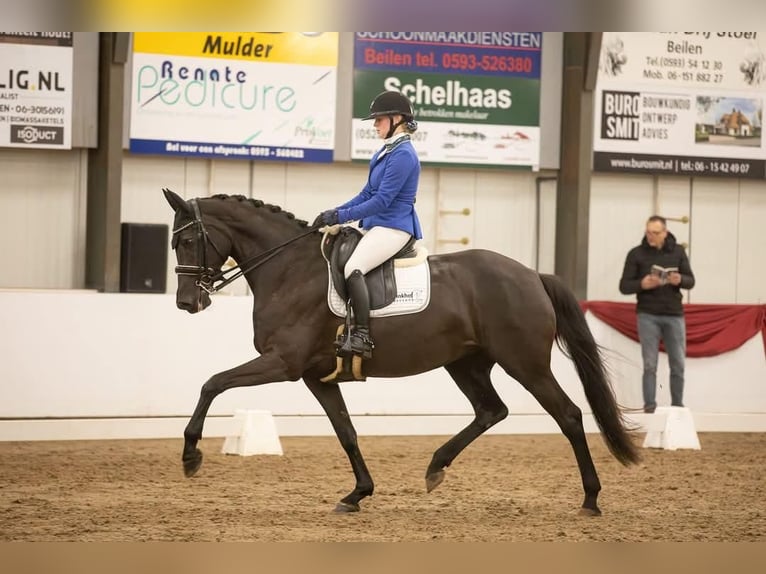 KWPN Klacz 9 lat 169 cm Kara in Strijen