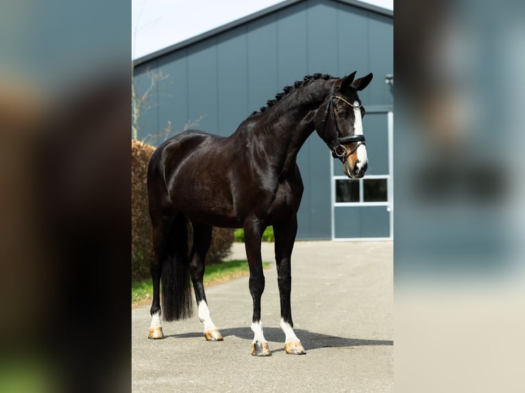 KWPN Klacz 9 lat 170 cm Ciemnogniada in Handel