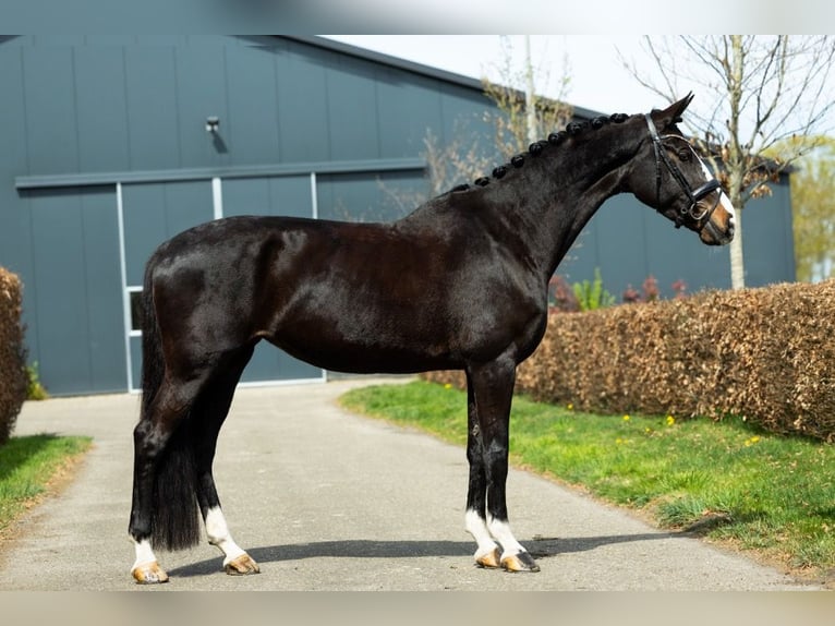 KWPN Klacz 9 lat 170 cm Ciemnogniada in Handel