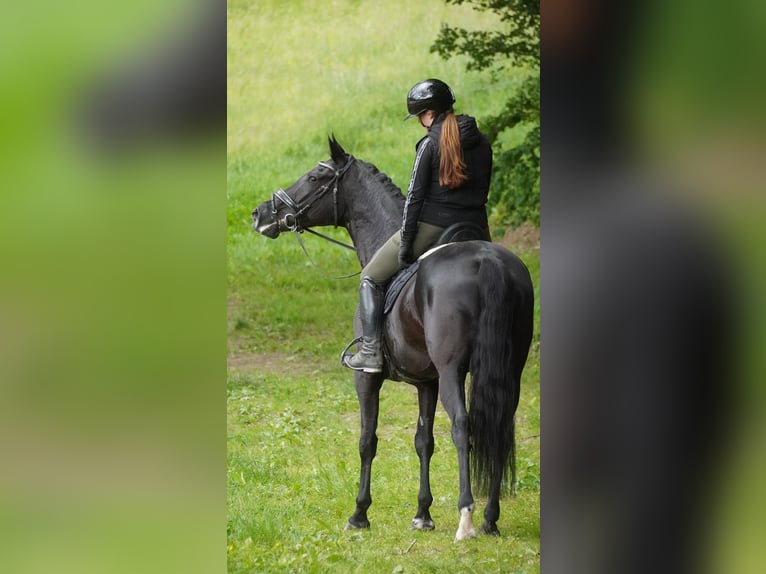KWPN Klacz 9 lat 170 cm Kara in Nettersheim