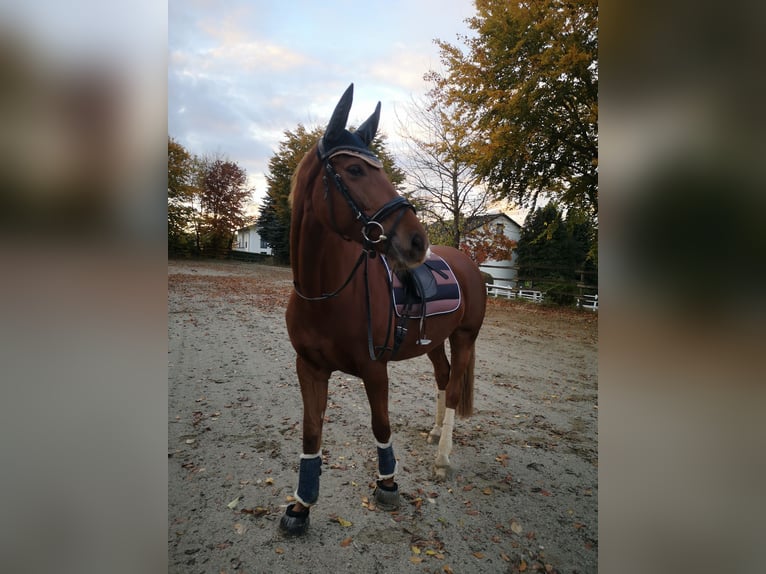 KWPN Klacz 9 lat 170 cm Kasztanowata in Aidenbach