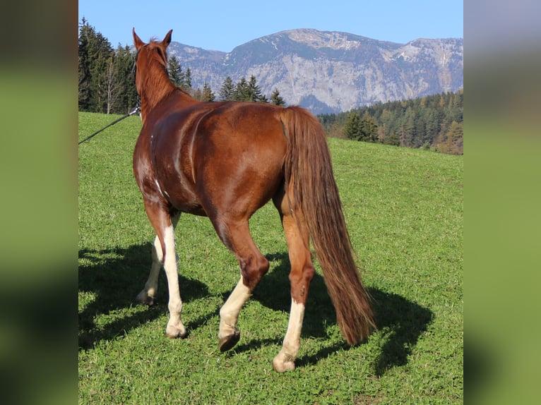 KWPN Klacz 9 lat 170 cm Kasztanowata in Lassing