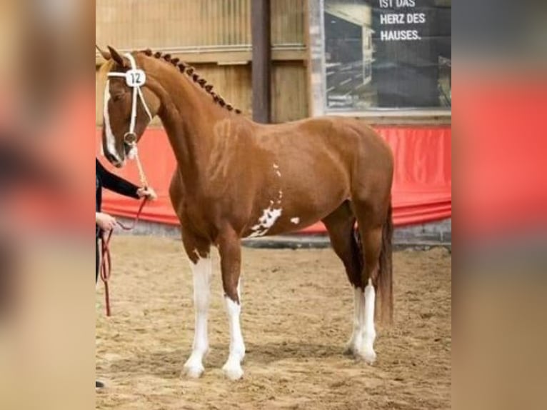 KWPN Klacz 9 lat 170 cm Kasztanowata in Lassing