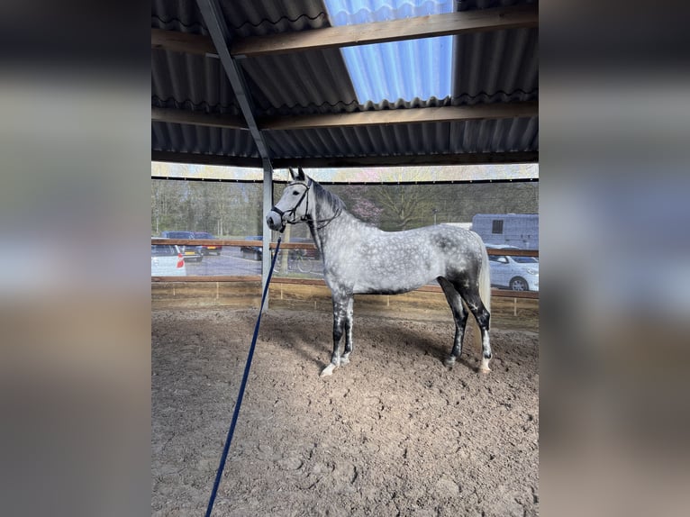 KWPN Klacz 9 lat 170 cm Siwa jabłkowita in Dordrecht