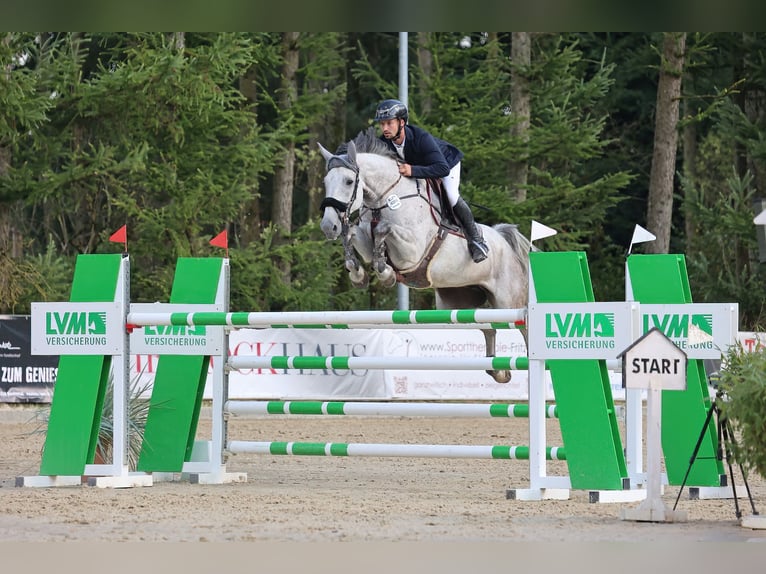 KWPN Klacz 9 lat 170 cm Siwa in Lübeck