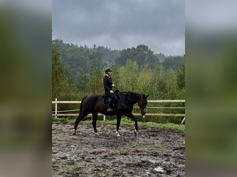 KWPN Klacz 9 lat 170 cm Skarogniada in Kwidzyn