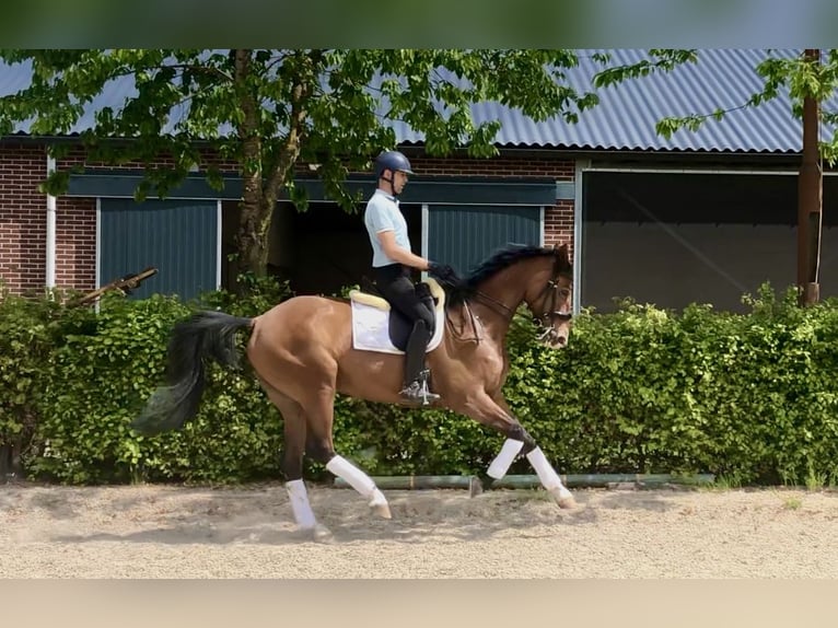 KWPN Klacz 9 lat 172 cm Gniada in Neeritter