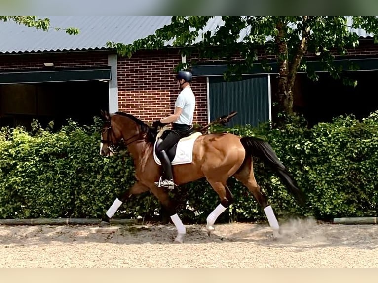 KWPN Klacz 9 lat 172 cm Gniada in Neeritter