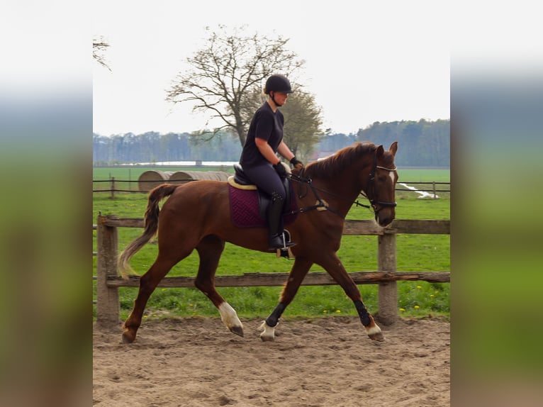 KWPN Klacz 9 lat 175 cm Ciemnokasztanowata in Drentwede