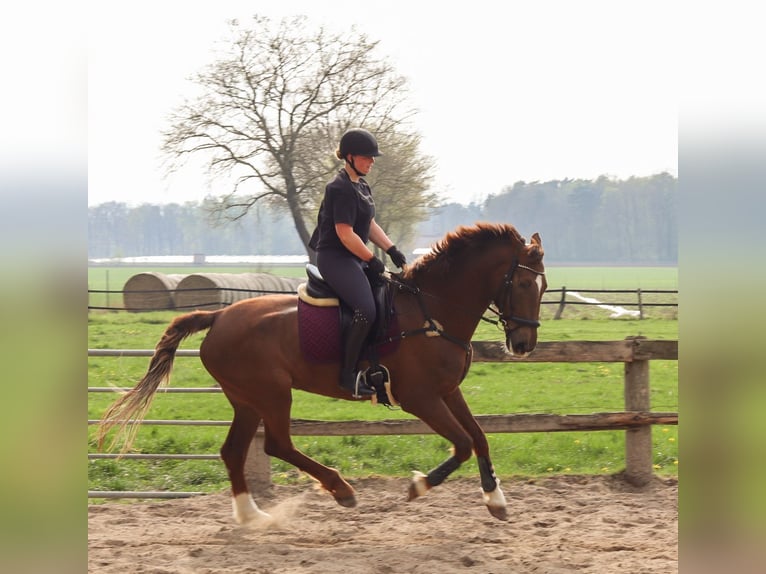 KWPN Klacz 9 lat 175 cm Ciemnokasztanowata in Drentwede
