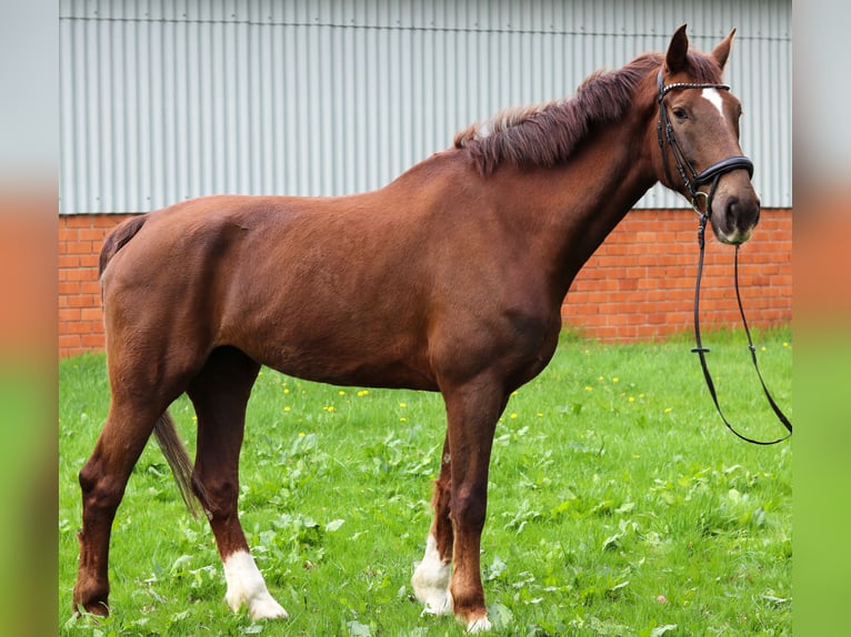 KWPN Klacz 9 lat 175 cm Ciemnokasztanowata in Drentwede