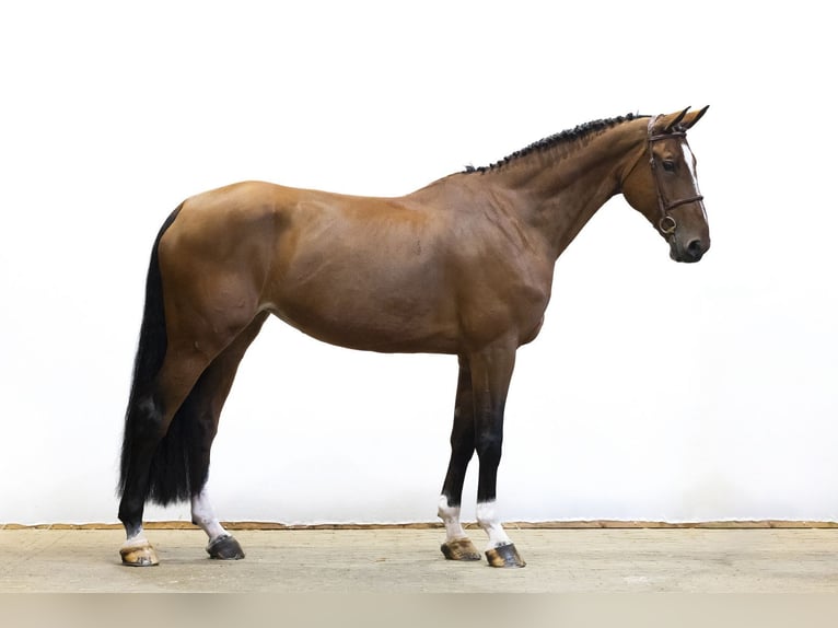 KWPN Klacz 9 lat 175 cm Gniada in Waddinxveen