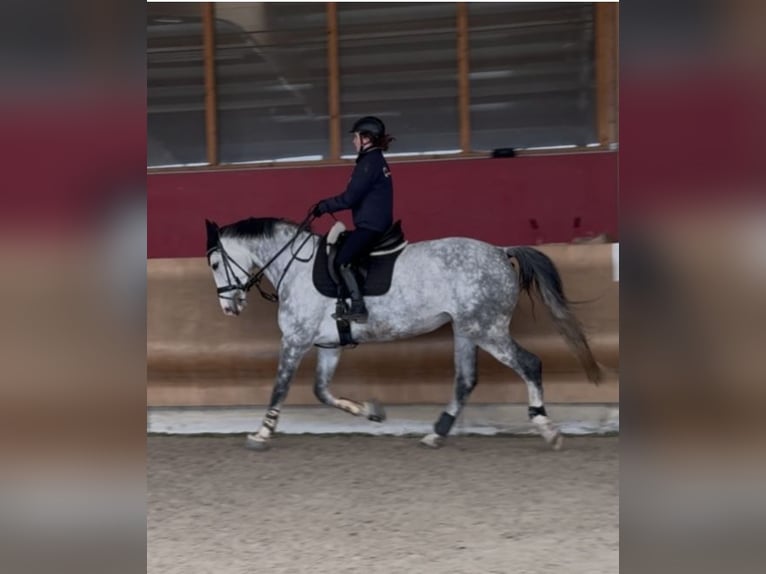 KWPN Klacz 9 lat 178 cm Siwa w hreczce in Coswig