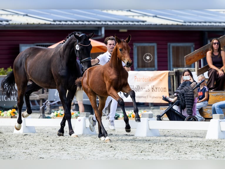 KWPN Klacz Źrebak (03/2026) 170 cm Ciemnogniada in Heerhugowaard