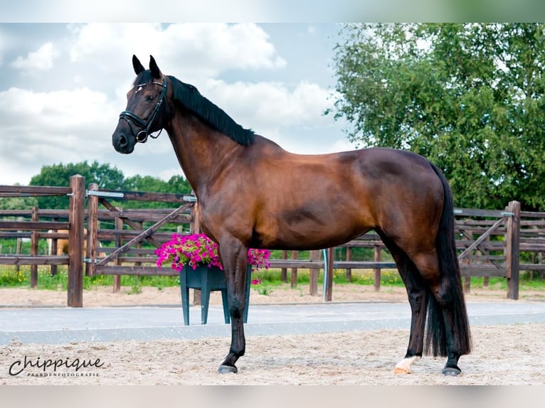 KWPN Klacz Źrebak (05/2026) 170 cm Kara in Mönchengladbach