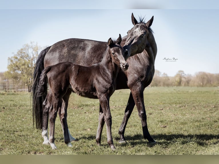KWPN Klacz  170 cm Skarogniada in Baardegem