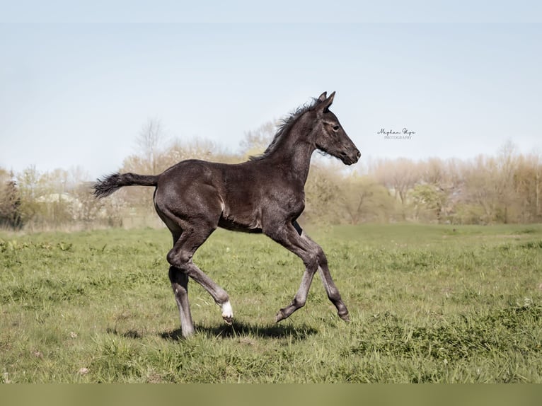 KWPN Klacz  170 cm Skarogniada in Baardegem
