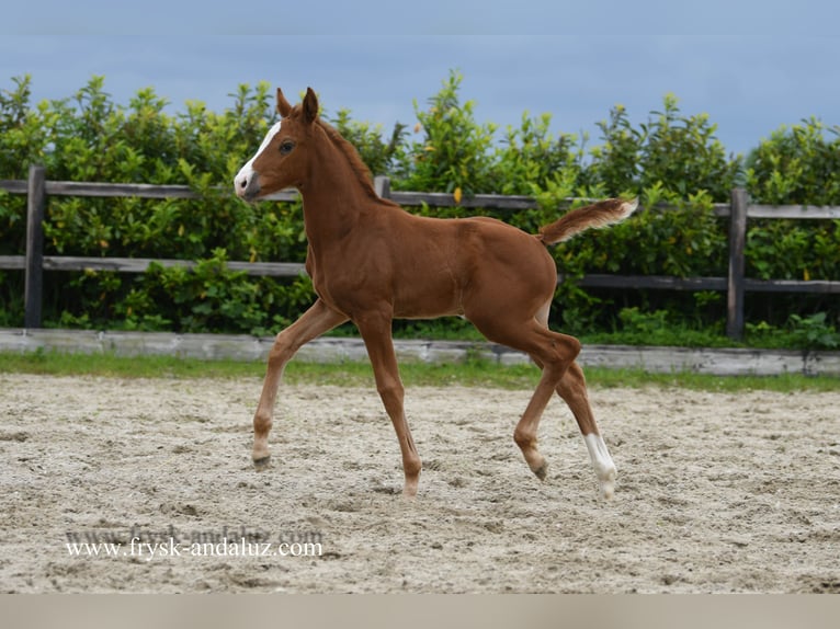 KWPN Klacz Źrebak (03/2024) 174 cm Ciemnokasztanowata in Mijnsheerenland