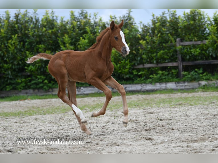 KWPN Klacz Źrebak (03/2024) 174 cm Ciemnokasztanowata in Mijnsheerenland